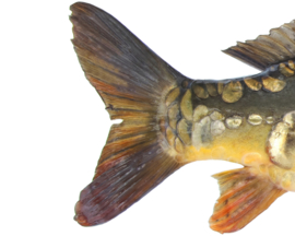 Vissticker Spiegelkarper 15 cm Rechts Vis Sticker Real Mirror Spiegel Karper Vissen Karpersticker