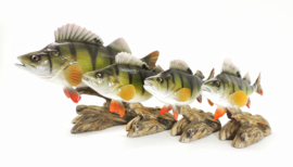 3D Real Fish Trophy Baars 28 cm Levensecht Beeld Baarsbeeld