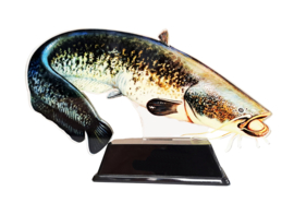 Vistrofee Real Fish Meerval 23 cm Prijs Trofee Meervalwedstrijd Viswedstrijd Vis Visprijs Visprijzen