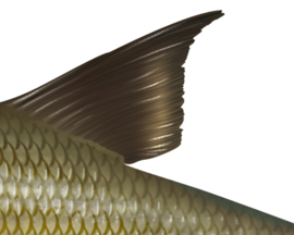 Vissticker Brasem 50 cm Links Vis Sticker Vissen Stickers Vissen Witvis Brasems Fietskar Aanhanger