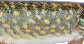 Vissticker Snoek Zwemmend 100 cm Rechts Vis Sticker Vissen Snoeksticker Bootsticker Roofvissen Auto