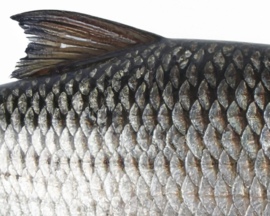 Vissticker Blankvoorn Voorn 100 cm Rechts Vis Sticker Witvis Stickers Vissen Aanhanger Auto Boot Bus