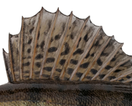 Vissticker Snoekbaars 50 cm Links Vis Sticker Vissen Stickers Bootsticker Auto Roofvissen Roofvis