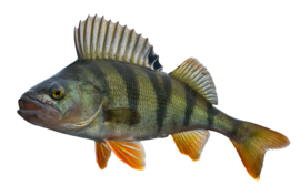 Vissticker Baars 15 cm Links Vis Sticker Vissen Baarssticker Bootsticker Roofvissen Roofvis Stickers