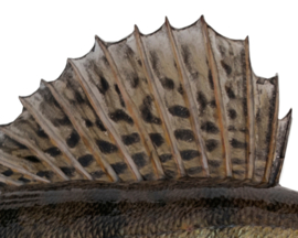 Vissticker Snoekbaars 50 cm Rechts Vis Sticker Vissen Stickers Bootsticker Auto Roofvissen Roofvis