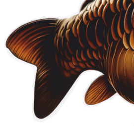 Real Fish Trofee Carp Art 17 cm Vis Prijs Karper Karperwedstrijd Fish Trophy Vistrofee Visprijs