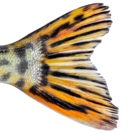 Vissticker Snoek Zwemmend 100 cm Links Vis Sticker Vissen Snoeksticker Bootsticker Roofvissen Auto