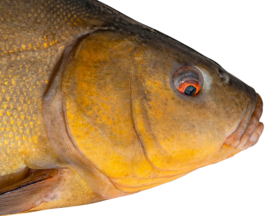 Vissticker Zeelt 50 cm Rechts Vis Sticker Witvis Stickers Zeelten Vissen Aanhanger Auto Spreekbeurt