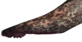 Vissticker Meerval 100 cm Links Vis Sticker Vissen Meervalsticker Bootsticker Autosticker Stickers