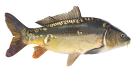 Vissticker Spiegelkarper 100 cm Rechts Real Mirror Vis Sticker Spiegel Karper Vissen Karpersticker