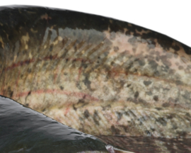 Vissticker Meerval 15 cm Rechts Vis Sticker Vissen Meervalsticker Bootsticker Autosticker Stickers