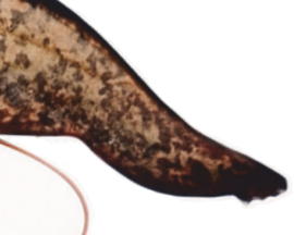 Real Fish Trofee Meerval 17 cm Vis Prijs Roofviswedstrijd Viswedstrijd Trophy Vistrofee Visprijs