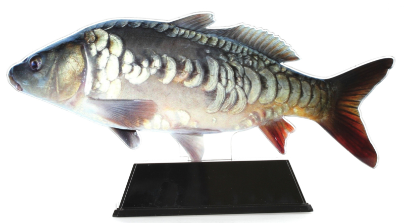 Vistrofee Real Fish – Karper 23 cm