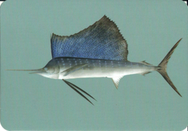 Vis uit Naturalis, von Siebold