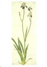 Iris, Albrecht Dürer