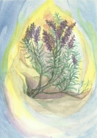Lavendel, Margret von Borstel