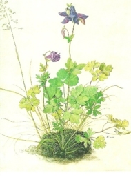 Akelei, Albrecht Dürer