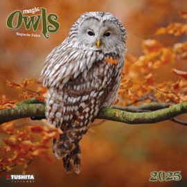 Magic Owls,  Kalender 2025