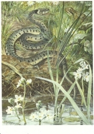 Slangen, Cornelis Jetses