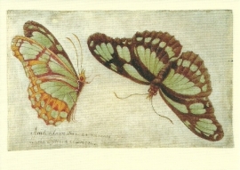 Twee vlinders, Maria Sybilla Merian