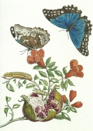 Granaatappel en vlinders, Maria Sibylla Merian