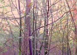 Bomen-haiku II, Grietje Postma