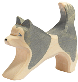 Sledehond, rennend