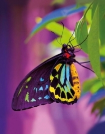 Blankbook Tushita, Butterfly