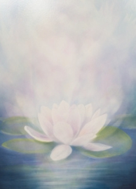 Lotus, Jan de Kok