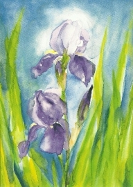 Iris germanica, Marjan van Zeyl