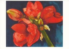 Amaryllis, Magitta Dahlke