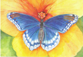 Blauwe vlinder, Christel Cannister