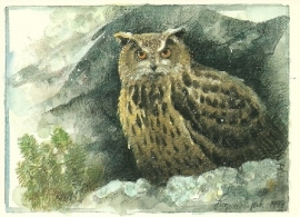 Uil, Ingvar Björk