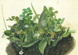 Das kleine Rasenstück, Albrecht Dürer