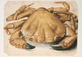 Krab, Albrecht Dürer