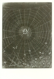 Kruisspin in zijn web, Jan Mankes
