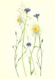 Korenbloemen en margrieten, Anna Lübsee