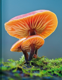 Blankbook Tushita, Mushrooms