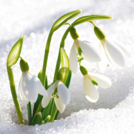 Sneeuwklokjes in de sneeuw, Pavlo Vakhrushev