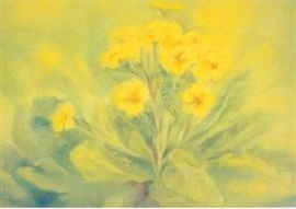 Primula, Marjan van Zeyl