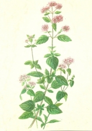 Oregano, Anna Lübsee