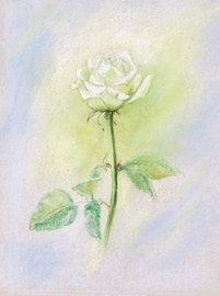 Witte roos, Marjan van Zeyl