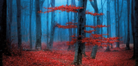 Herfstbos, XL kaart