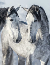 Blankbook Tushita, Magic Horses