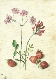 Koekoeksbloemen en aardbeien, Georg Flegel