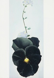 Viooltje, Georgia O'Keeffe