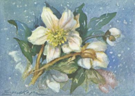 Kerstrozen, Erica von Kager