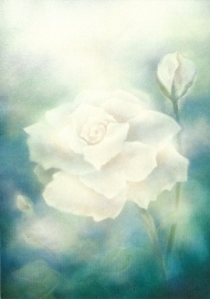 Witte roos, Jan de Kok