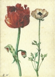 Tulp en ranonkel, Georg Flegel