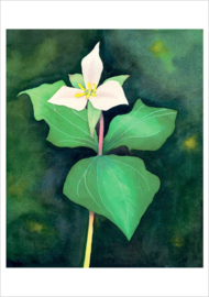 Trillium, Molly Hashimoto